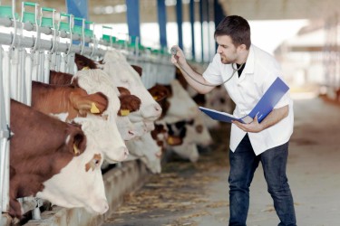 Профилактика бесплодия у коров: ключевые аспекты и рекомендации