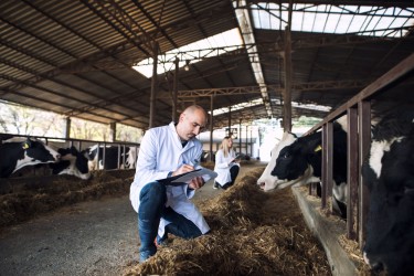 Содержание коров в цехах раздоя и производства молока в России: особенности и тенденции
