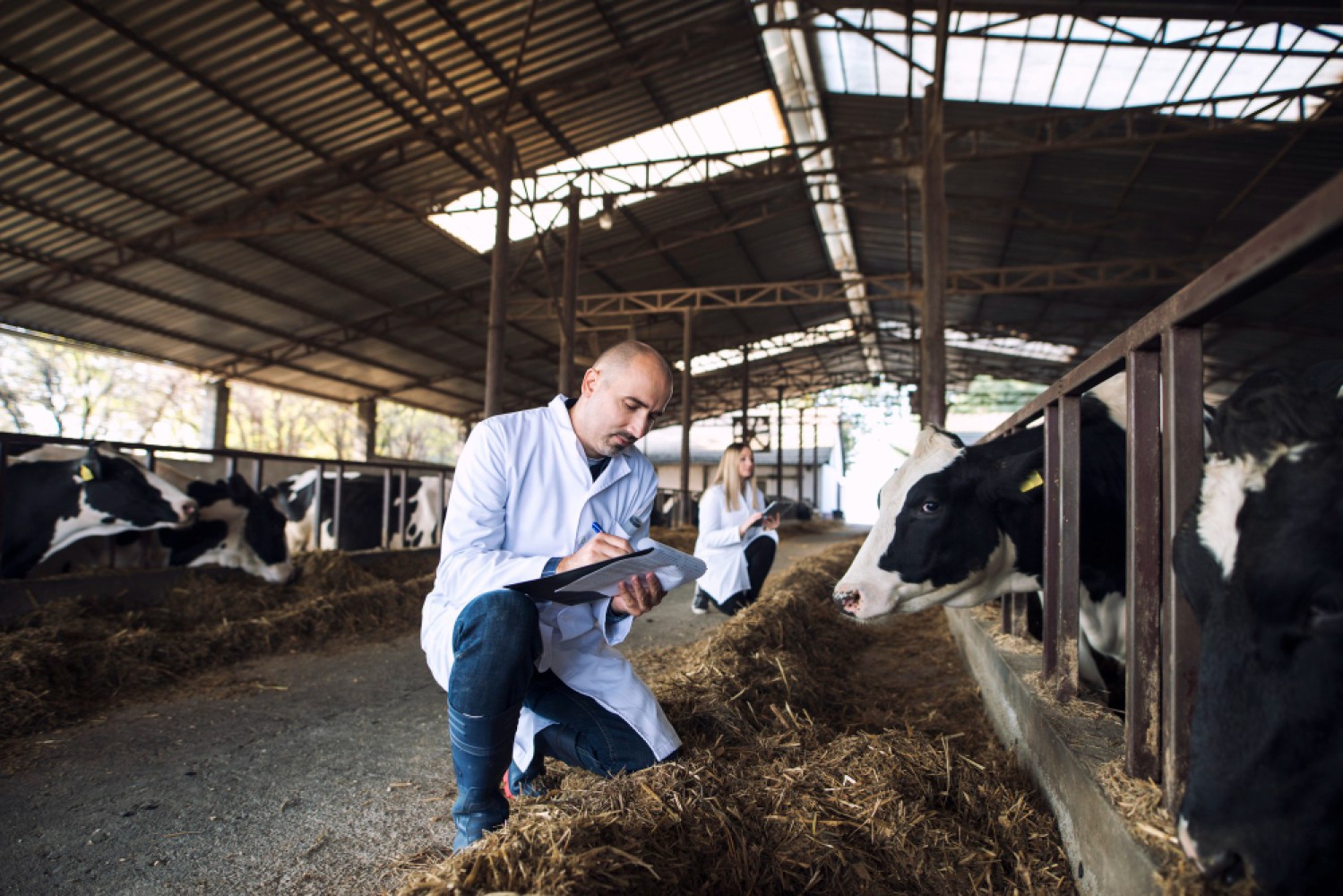 В данной статье мы рассмотрим особенности содержания коров в цехах раздоя и производства молока в России, а также расскажем о последних тенденциях и проблемах, стоящих перед отраслью.