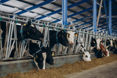Характеристика основных пород молочного направления крупного рогатого скота в России