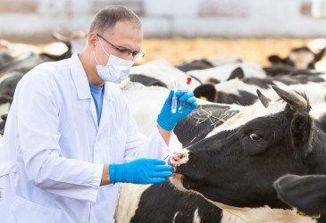 Ветеринарное обеспечение коров в России: ключевые аспекты и передовые методы