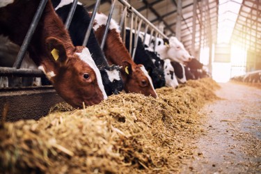 Организация кормопроизводства и технологии заготовки кормов для крупного рогатого скота (коров) в России