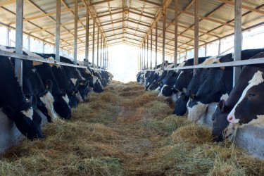 Технология кормления коров в России: Биологические основы кормления