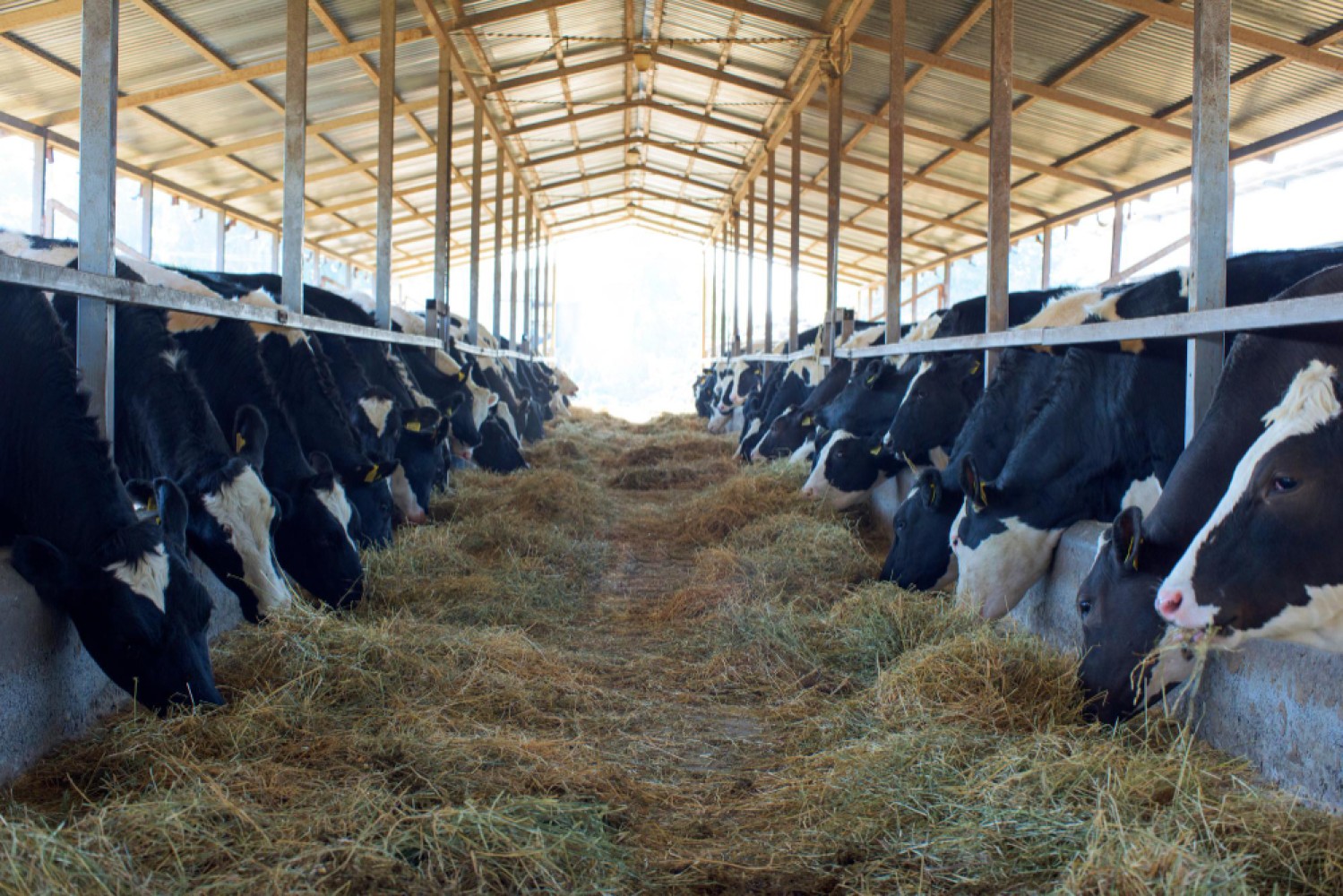 В данной статье мы рассмотрим биологические основы кормления коров, обеспечивающие успешное развитие животноводства.