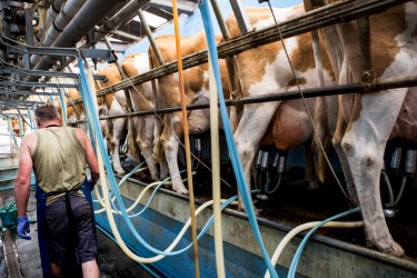 Подготовка вымени и машинное доение коров в России: современные методы и подходы