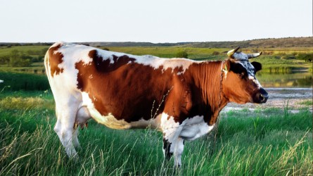 Технология кормления коров в России: Кормление в сухостойный период