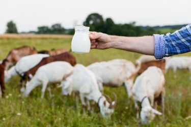 Как выбрать хорошее молоко: полезные советы