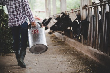 Основные практики и методы раздоя коров в молочной промышленности