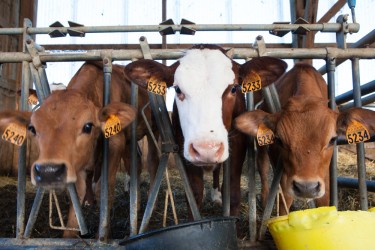 Факторы, влияющие на уровень молочной продуктивности коров