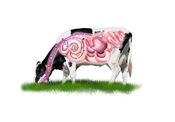 Структура молочной железы коровы: анатомия и функции