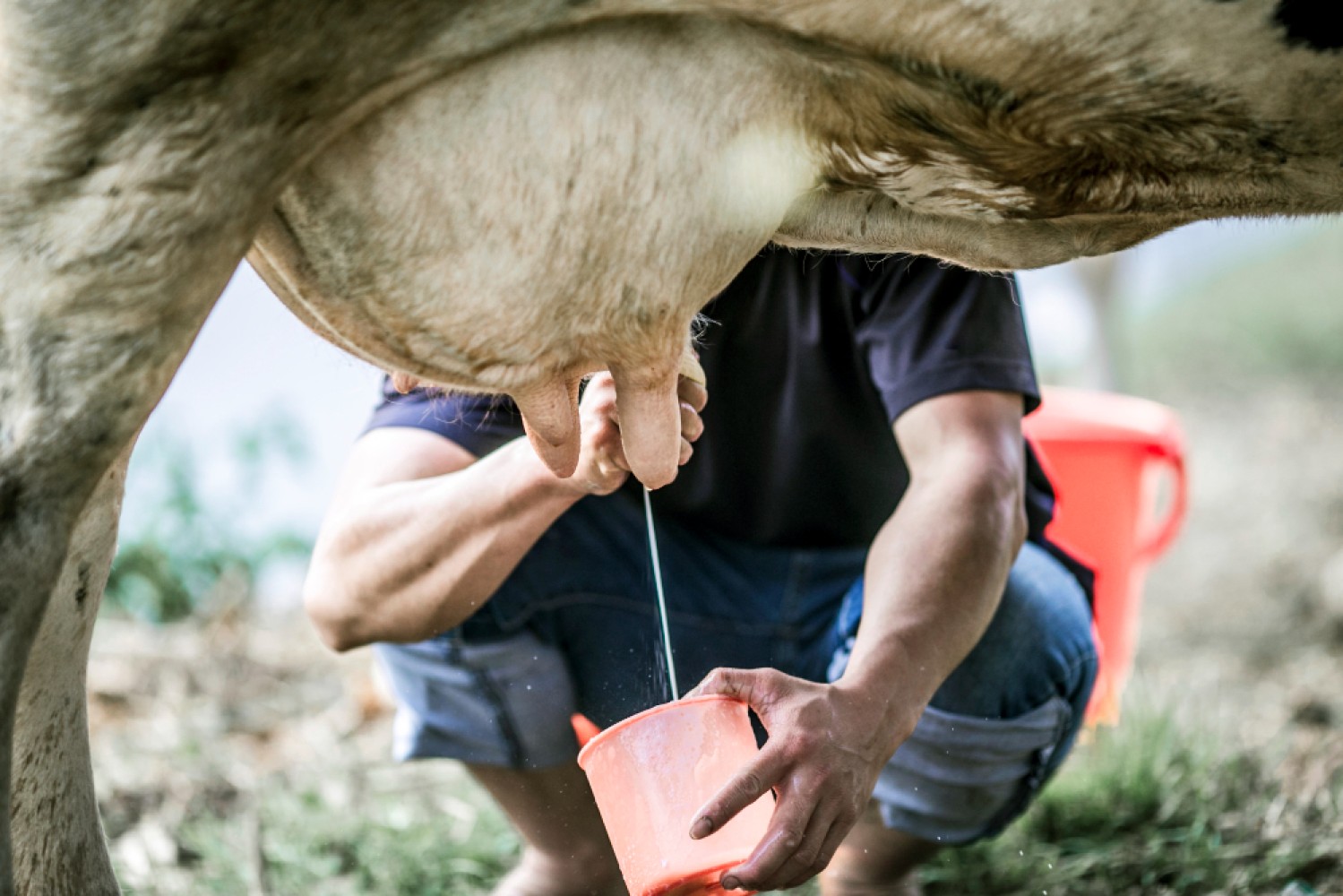 Традиционные и современные методы доения коров постоянно эволюционируют, чтобы увеличить продуктивность и эффективность молочного производства. В этом обзоре мы рассмотрим различные типы доильных установок и обсудим, как они используются в современном молочном хозяйстве.