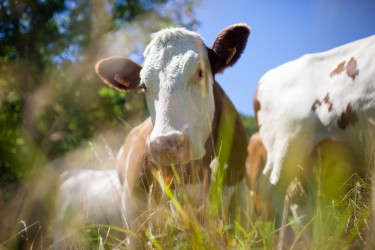 Условия для получения высококачественного молока: основные принципы и рекомендации