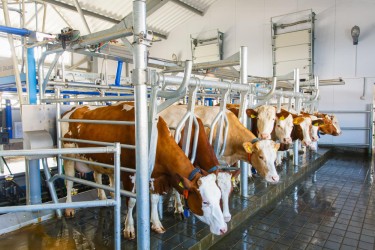 Применение экспресс-тестов для анализа антибиотиков в молоке