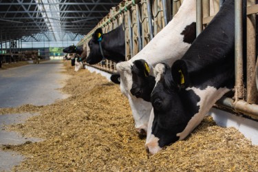 Сочные и животные корма: основы и важность в молочной промышленности